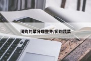 团购的菜分理整齐/团购蔬菜