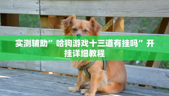 实测辅助”哈狗游戏十三道有挂吗”开挂详细教程